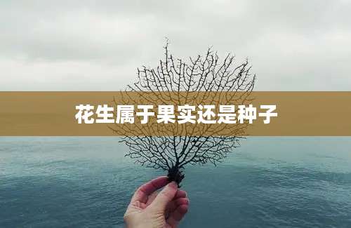 花生属于果实还是种子