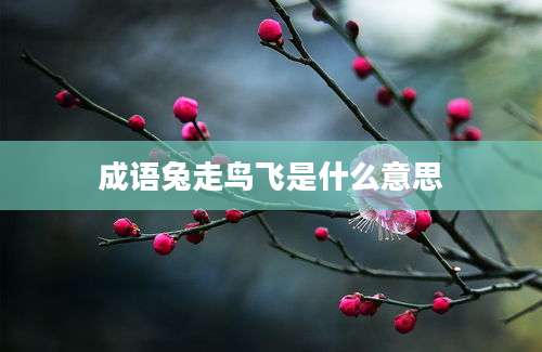 成语兔走鸟飞是什么意思