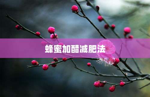 蜂蜜加醋减肥法