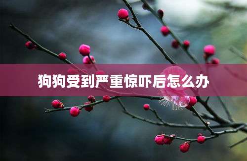 狗狗受到严重惊吓后怎么办