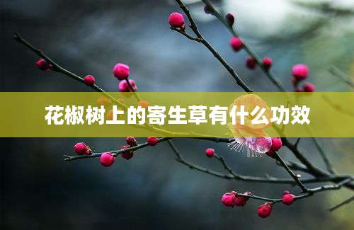 花椒树上的寄生草有什么功效