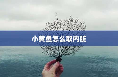 小黄鱼怎么取内脏