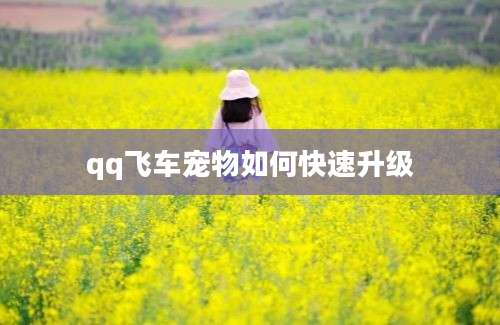 qq飞车宠物如何快速升级