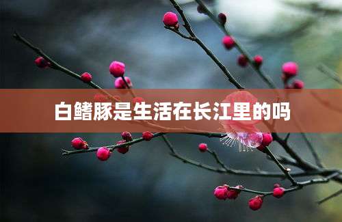 白鳍豚是生活在长江里的吗