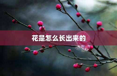 花是怎么长出来的