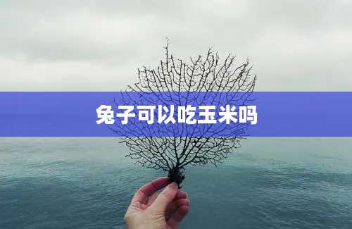 兔子可以吃玉米吗