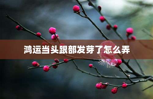 鸿运当头跟部发芽了怎么弄