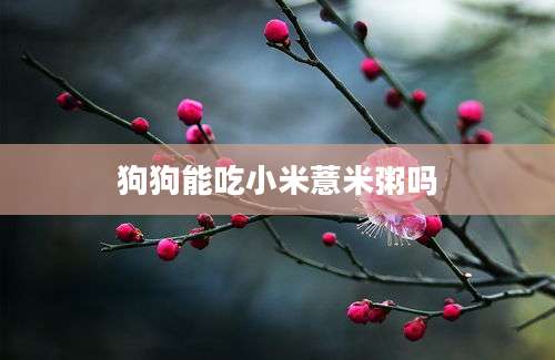 狗狗能吃小米薏米粥吗