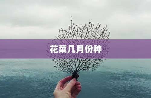 花菜几月份种