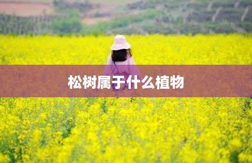 松树属于什么植物