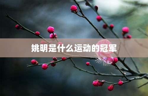 姚明是什么运动的冠军