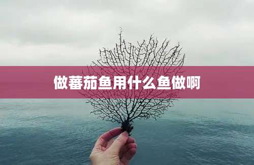 做蕃茄鱼用什么鱼做啊