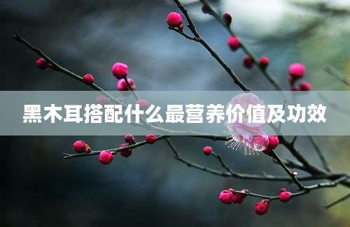 黑木耳搭配什么最营养价值及功效