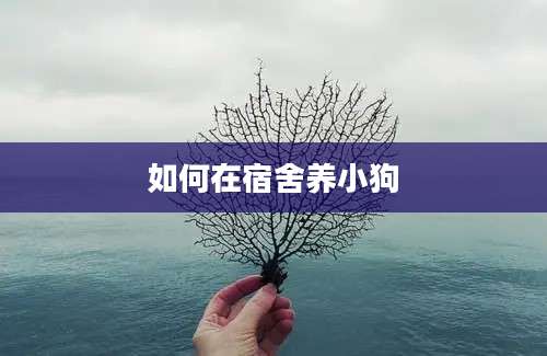 如何在宿舍养小狗