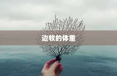 边牧的体重