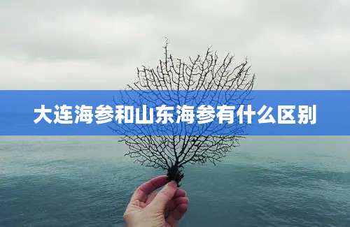 大连海参和山东海参有什么区别