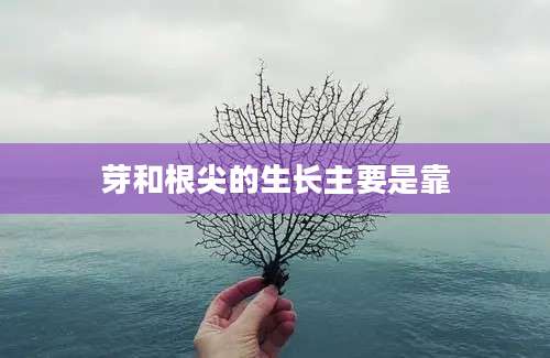 芽和根尖的生长主要是靠