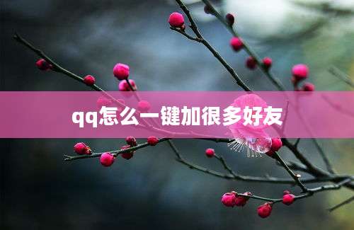 qq怎么一键加很多好友