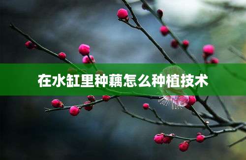 在水缸里种藕怎么种植技术