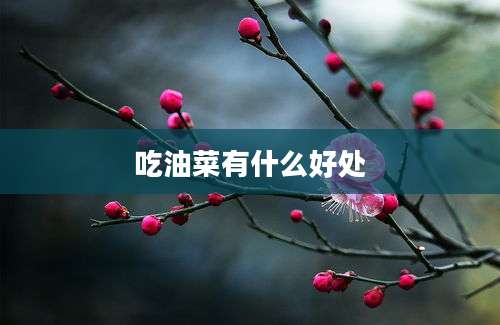 吃油菜有什么好处