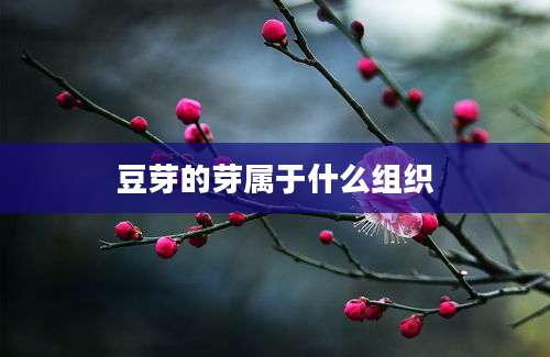 豆芽的芽属于什么组织