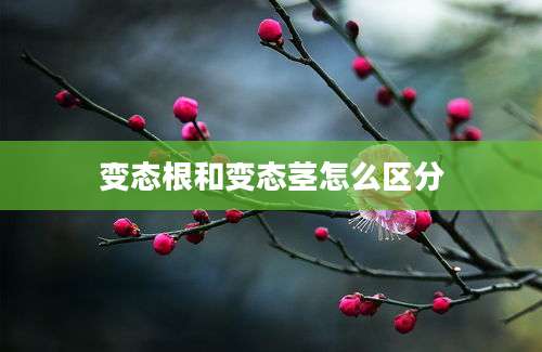 变态根和变态茎怎么区分