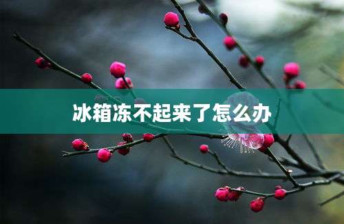 冰箱冻不起来了怎么办