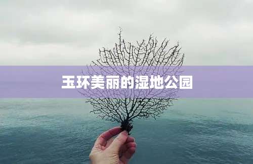 玉环美丽的湿地公园