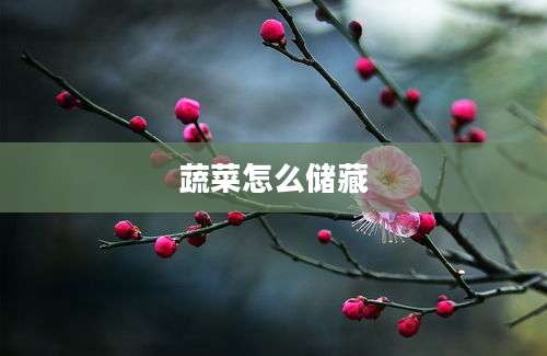 蔬菜怎么储藏