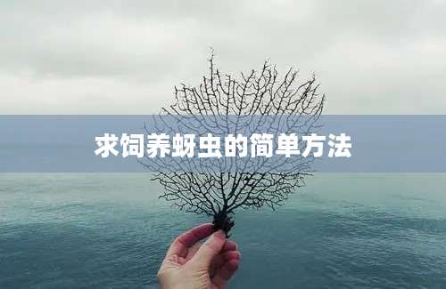 求饲养蚜虫的简单方法