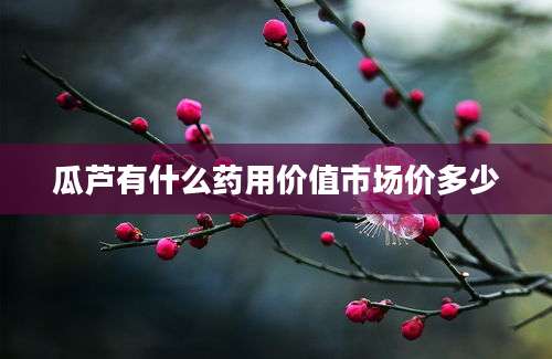 瓜芦有什么药用价值市场价多少