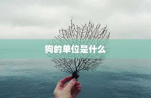 狗的单位是什么