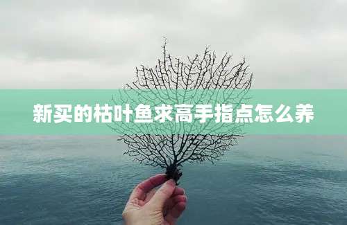 新买的枯叶鱼求高手指点怎么养