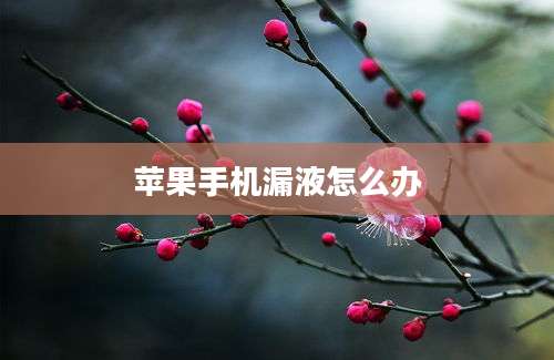 苹果手机漏液怎么办