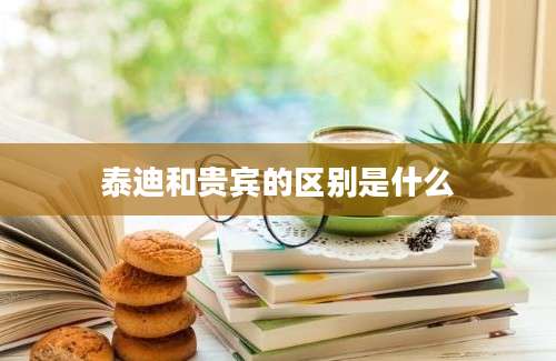 泰迪和贵宾的区别是什么