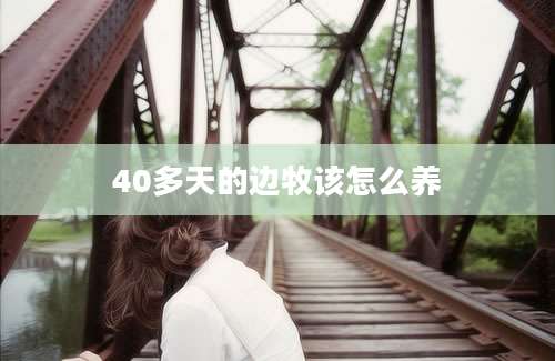 40多天的边牧该怎么养