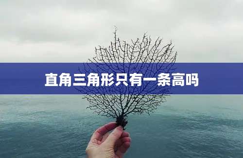 直角三角形只有一条高吗