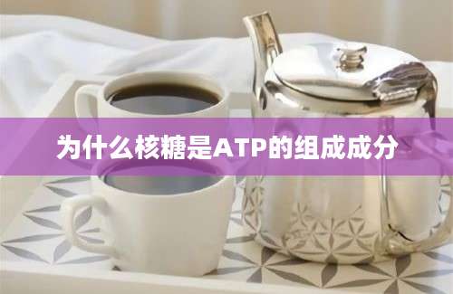 为什么核糖是ATP的组成成分