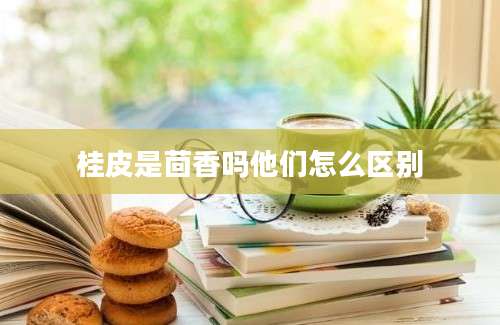 桂皮是茴香吗他们怎么区别