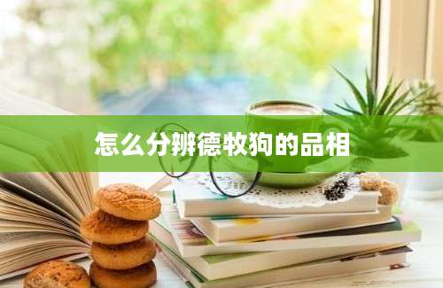 怎么分辨德牧狗的品相