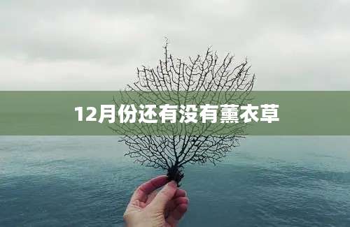 12月份还有没有薰衣草