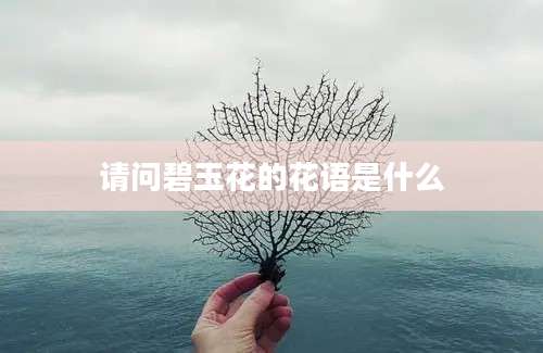 请问碧玉花的花语是什么