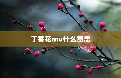 丁香花mv什么意思