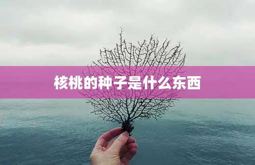 核桃的种子是什么东西