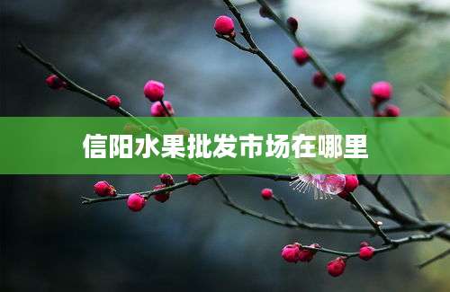 信阳水果批发市场在哪里