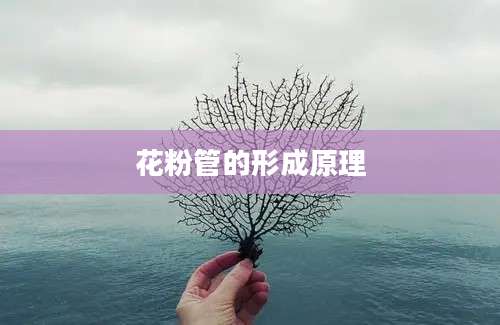 花粉管的形成原理