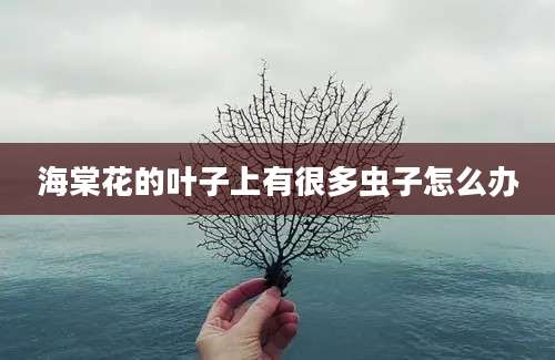 海棠花的叶子上有很多虫子怎么办