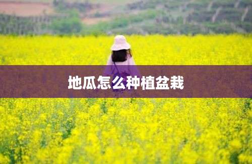 地瓜怎么种植盆栽