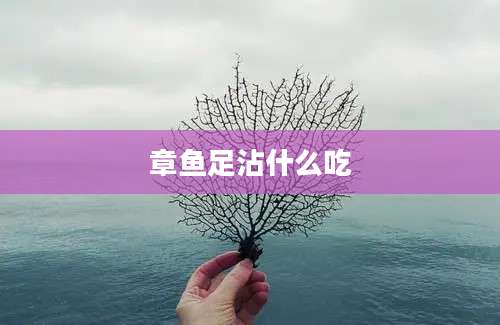 章鱼足沾什么吃