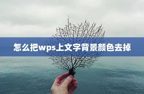 怎么把wps上文字背景颜色去掉